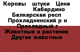 Коровы 2 штуки › Цена ­ 125 000 - Кабардино-Балкарская респ., Прохладненский р-н, Прохладный г. Животные и растения » Другие животные   